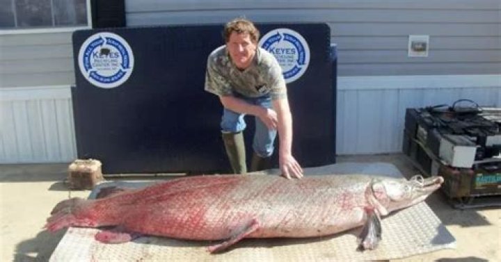 World Record Alligator Gar Length: Exploring the Largest Freshwater Fish